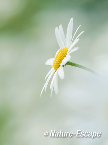 Margriet, bloem, bloei, Jac P Thijssepark 1 100617