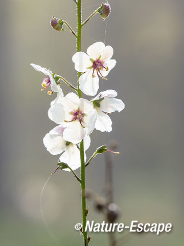 Mottenkruid, bloemen, bloei, NHD Heemskerk 1 160817