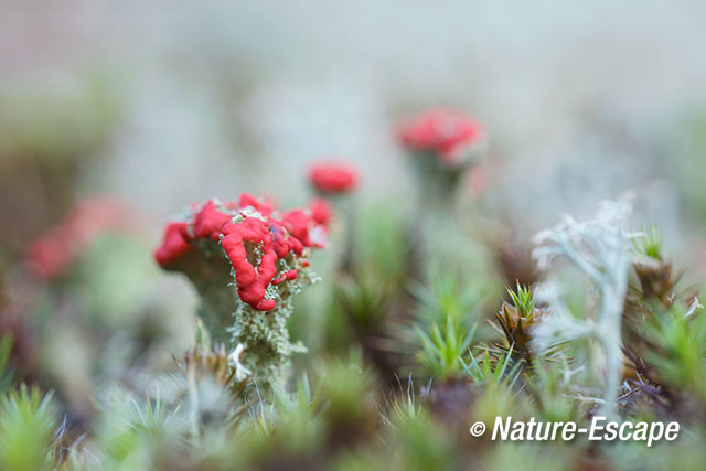 Rood bekermos, NHD Bergen2 230817