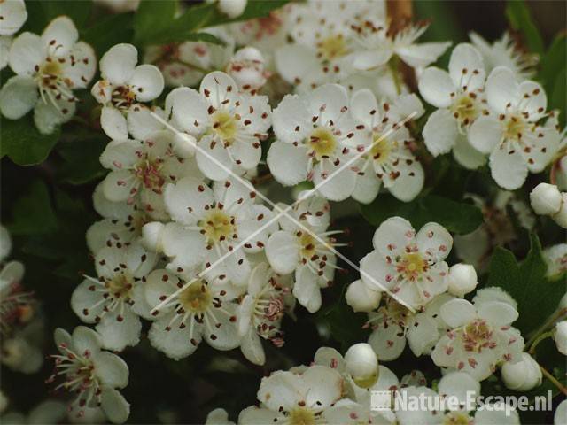 Meidoornbloemen NHD Castricum 1