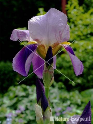 Baardiris tW3