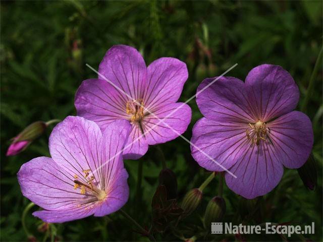 Geranium clarkei 'Kashmir Pink'