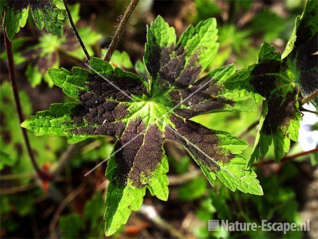 Geranium phaeum 'Samobor' tW2