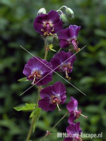 Geranium phaeum tW2