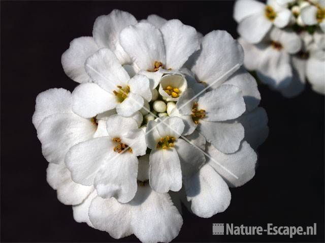 Scheefbloem tW2