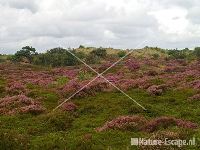 Heide SBB Schoorl 2