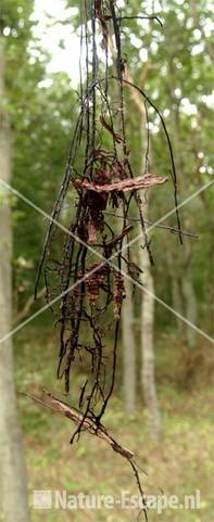 Honingzwam, rhizomorfen aan dode eik NHD Ccum