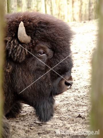 Bizonkop Dierenpark Emmen 1