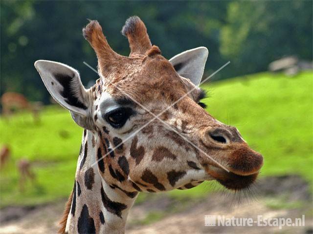 Giraffenkop Dierenpark Emmen 1