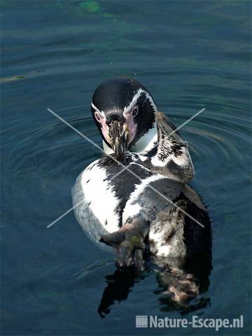 Humboldtpinguin Dierenpark Emmen 1