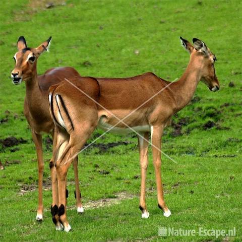 Impala's Dierenpark Emmen 2