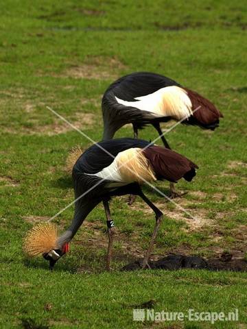 Kroonkraanvogels Dierenpark Emmen 1a