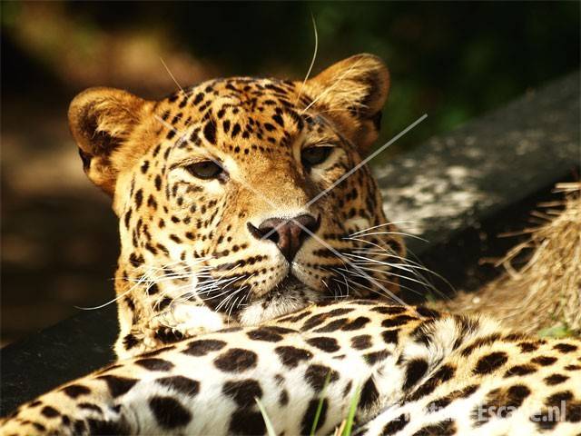Luipaard Dierenpark Emmen 8