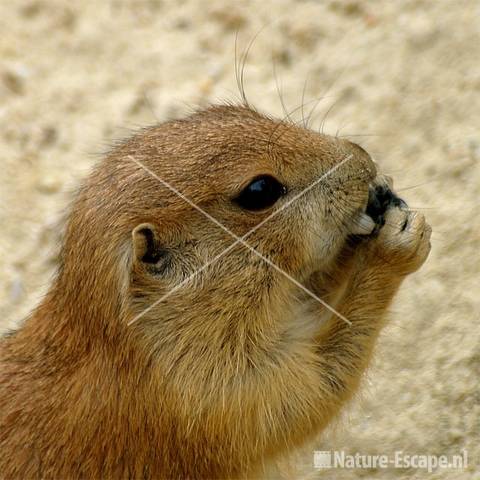 Prairiehond Dierenpark Emmen 4