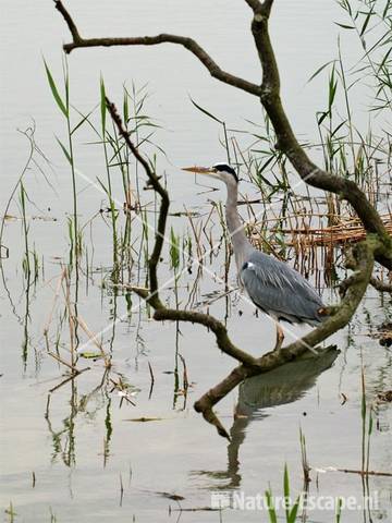 Blauwe reiger Hijm 16 NHD Castricum