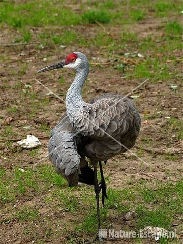 Canadese kraanvogel Dierenpark Emmen 4