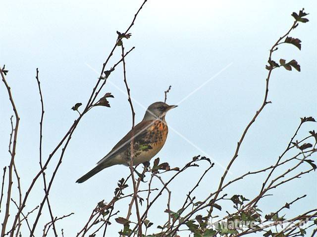 Kramsvogel AWD1