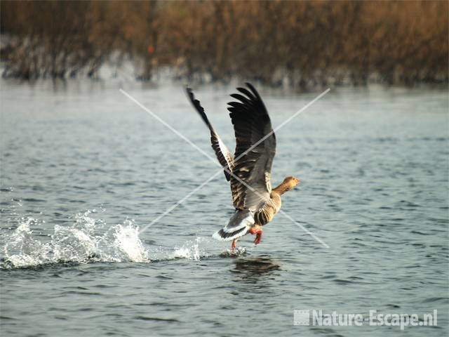 Grauwe gans, opvliegend Vogelmeer NPZK