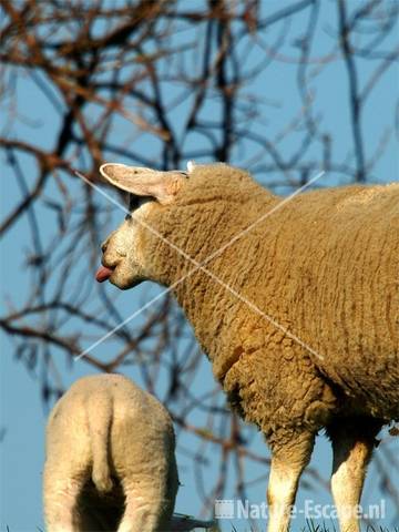 Schaap met lam Vuurlinie Beverwijk 7