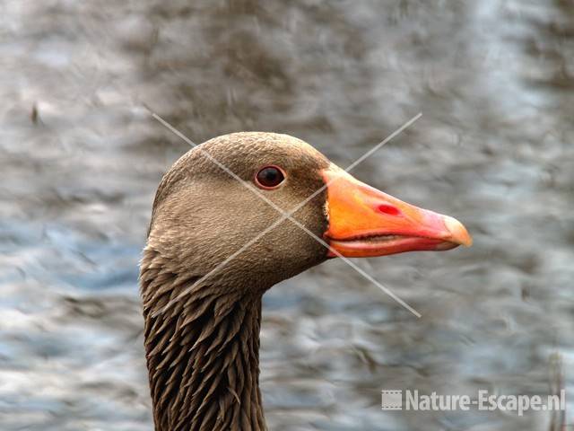 Grauwe gans, kop Hijm NHD Castricum 16