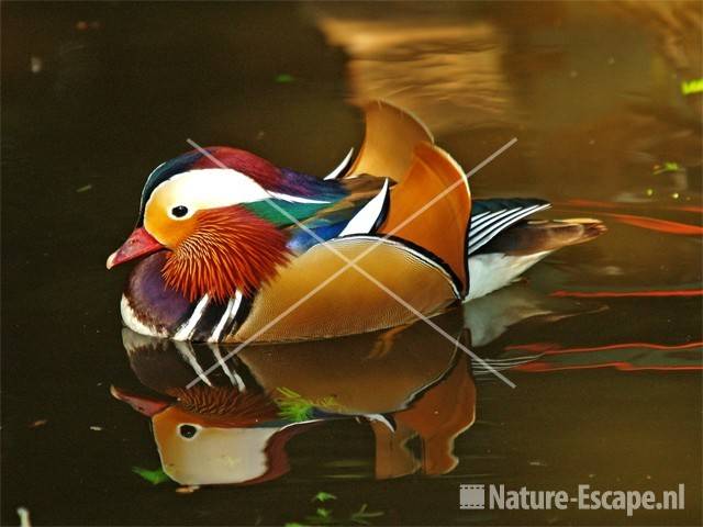 Mandarijneend Avifauna 1