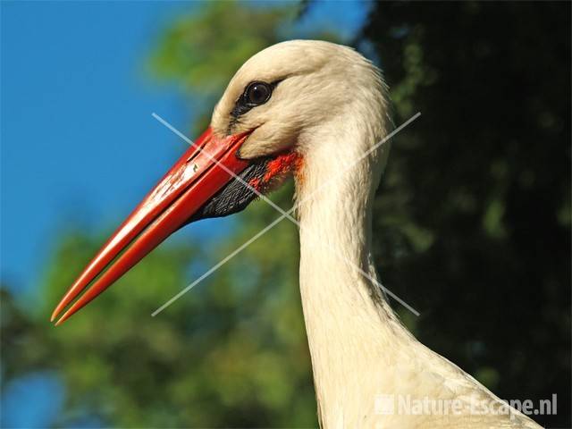 Ooievaar, detail kop Avifauna 1