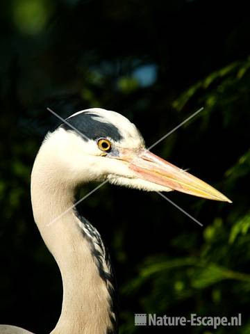 Blauwe reiger, detail kop Avifauna 4
