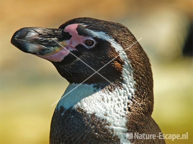 Humboldtpinguin,detail kop Avifauna 7