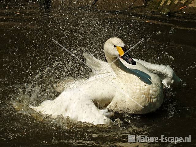 Kleine zwaan, badend Avifauna 3