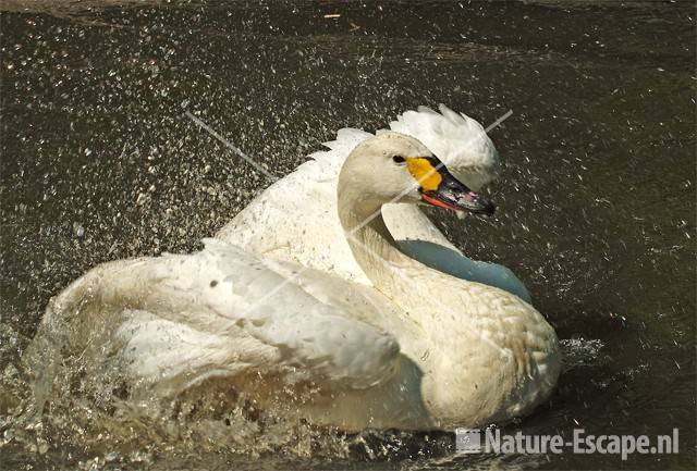 Kleine zwaan, badend Avifauna 5