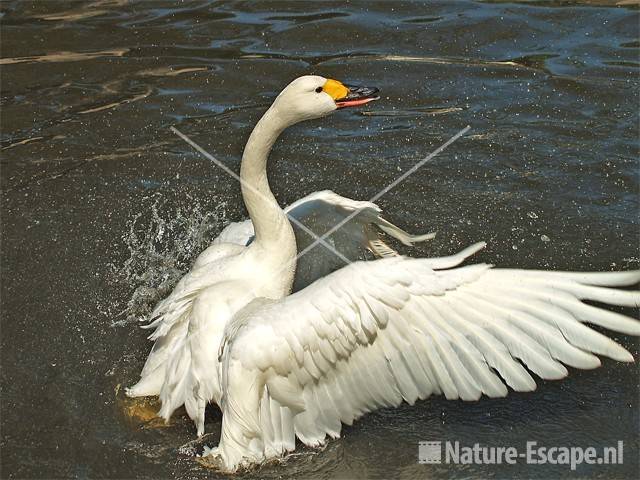 Kleine zwaan, badend Avifauna 9