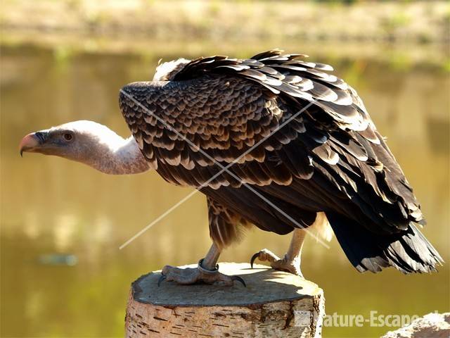 Rüppelgier Avifauna 1