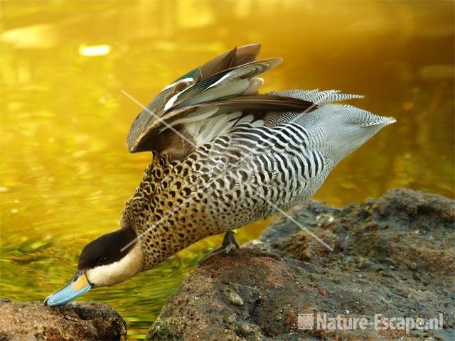 Versicolortaling Avifauna 1