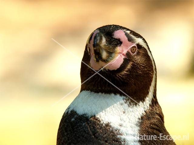 Humboldtpinguin, detail kop Avifauna 5