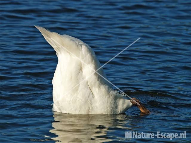 Knobbelzwaan, grondelend Vogelmeer NPZK1