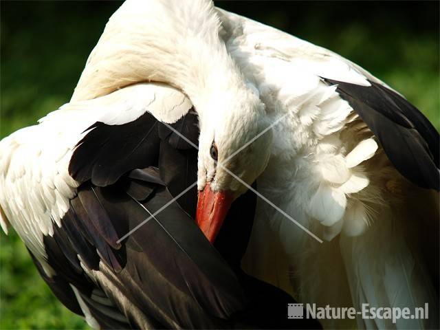 Ooievaar, poetsend Avifauna 1
