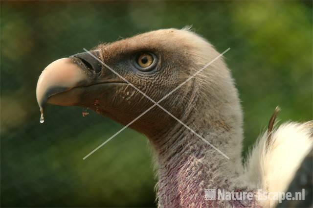 Rüppelgier, detail kop Avifauna