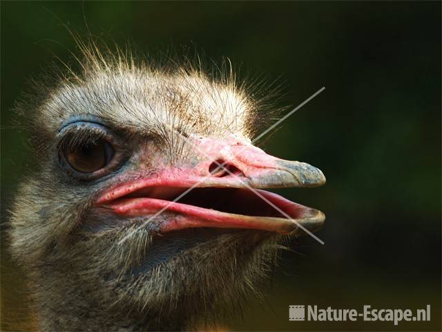 Struisvogel, kop Avifauna 2