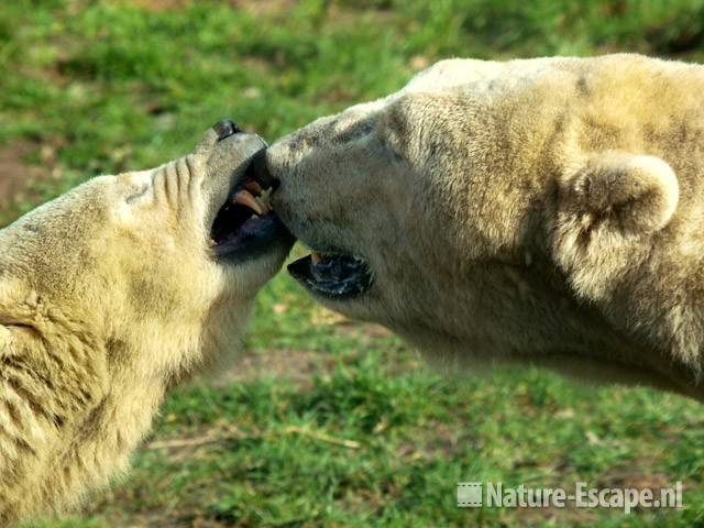 IJsberen, lijkt op kussen Ouwehands Dierenpark 2