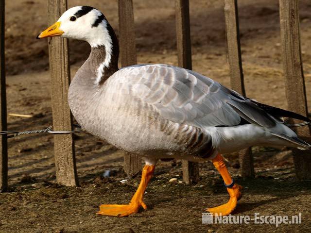 Indische gans Ouwehands Dierenpark 1