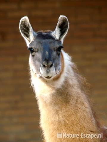Lama, detail kop Ouwehands Dierenpark 3