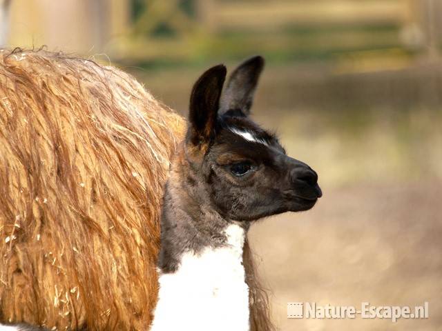 Lama, jong detail kop Ouwehands Dierenpark 2