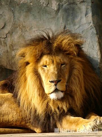 Leeuw, man Ouwehands Dierenpark 1