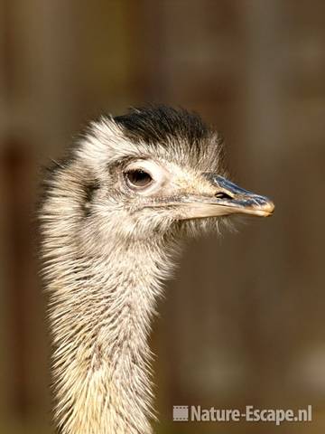 Nandoe, detail kop Ouwehands Dierenpark 2