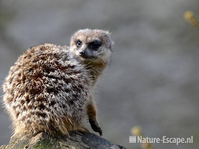 Stokstaartje Ouwehands Dierenpark 3