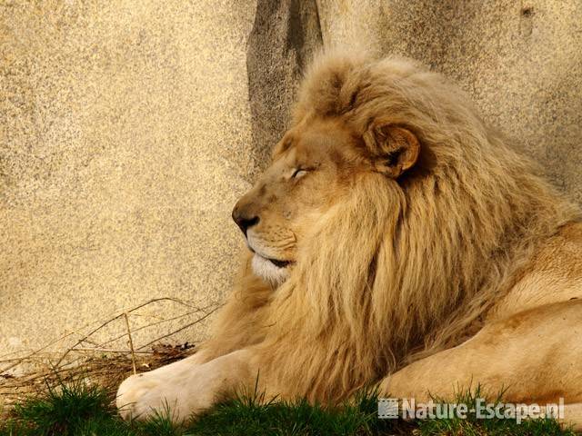 Witte leeuw, man Ouwehands Dierenpark 1