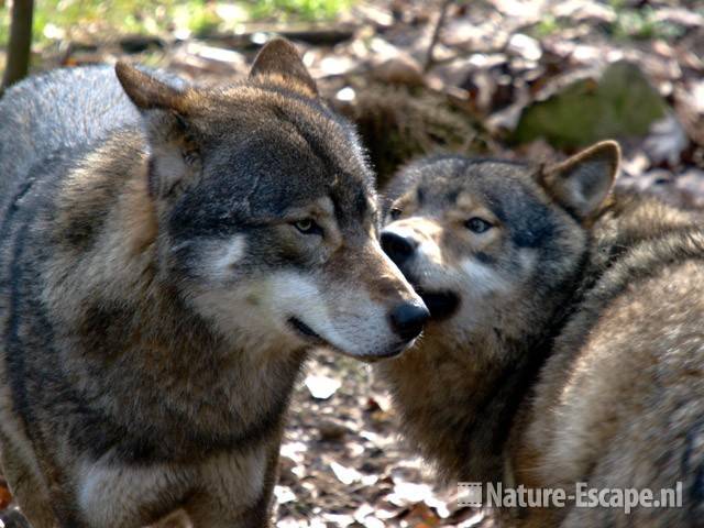Wolven Ouwehands Dierenpark 1
