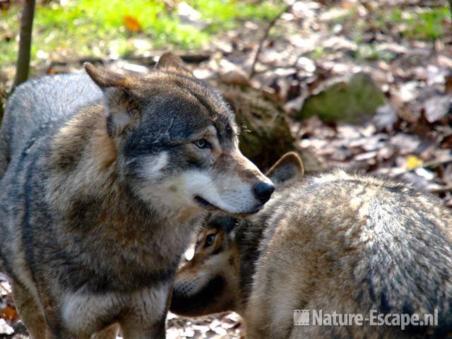 Wolven Ouwehands Dierenpark 3