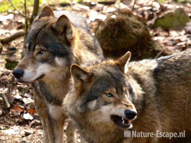 Wolven Ouwehands Dierenpark 4