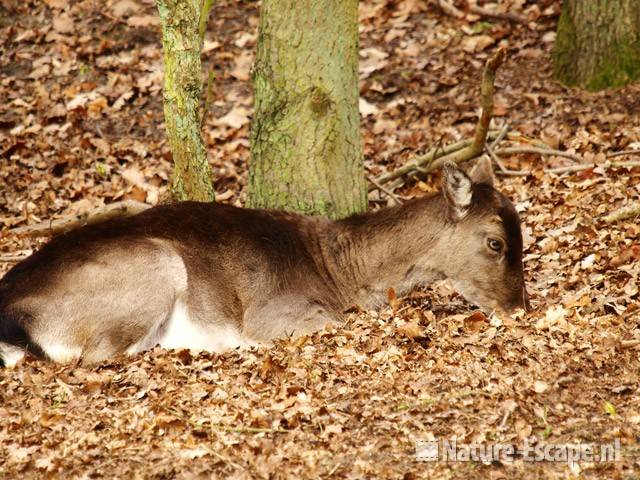 Damhert, hinde AWD2